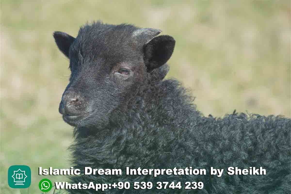 Black Sheep