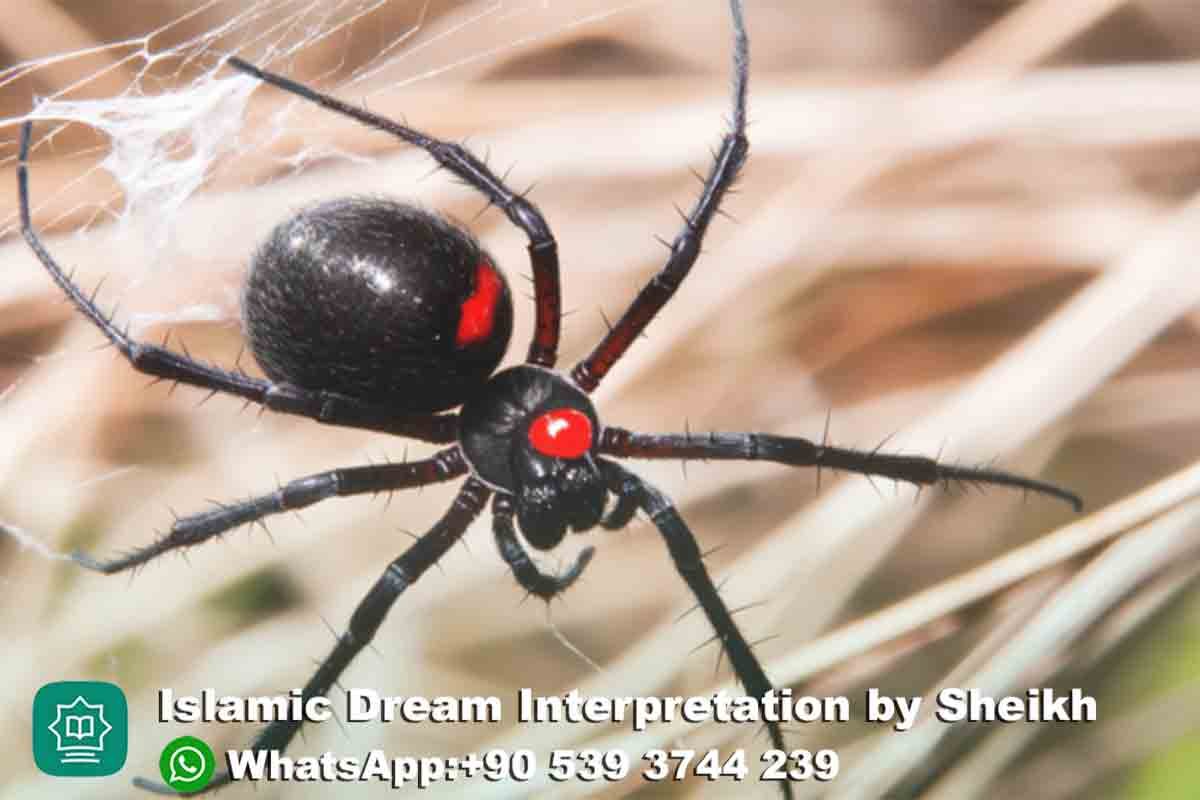 Black Widow Spider