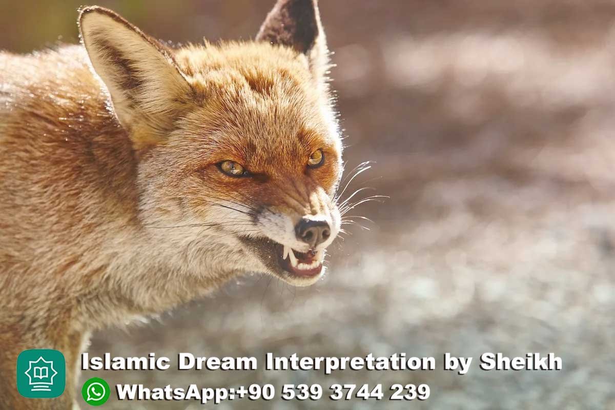 Fox Attack in Dream Islam