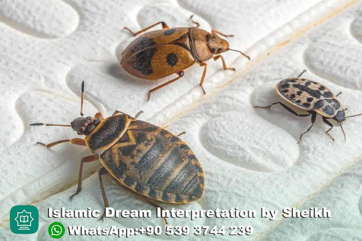 Dreaming of Bed Bugs Islam