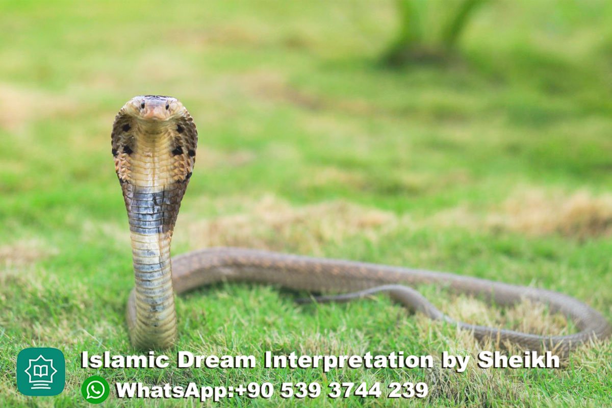 Cobra in Dream Islam