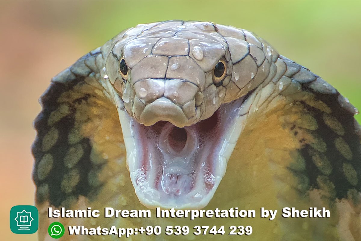 Snake Turning Into Human Dream Islam