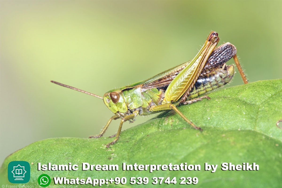 green grasshopper