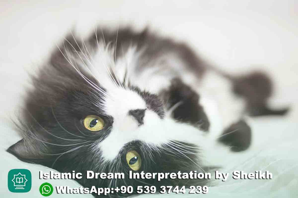 Black & White Cat