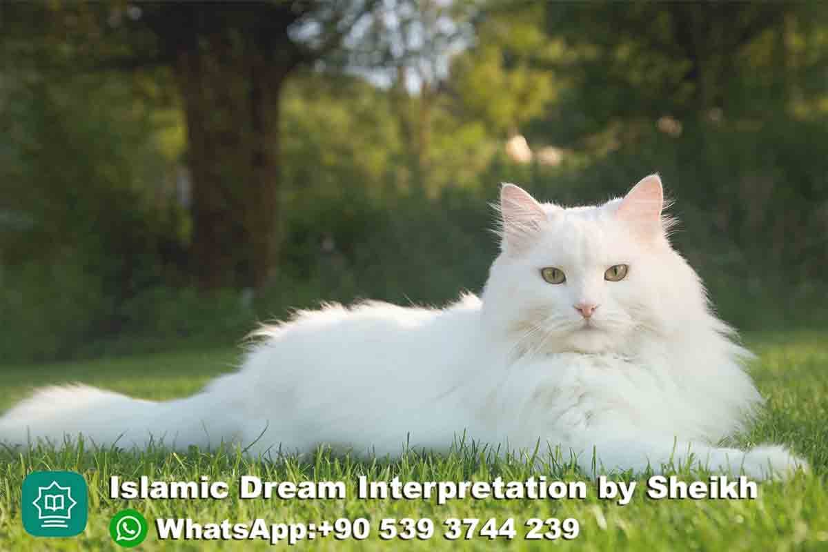Seeing White Cat Islamic Dream