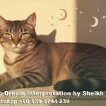 brown cat in dream islam