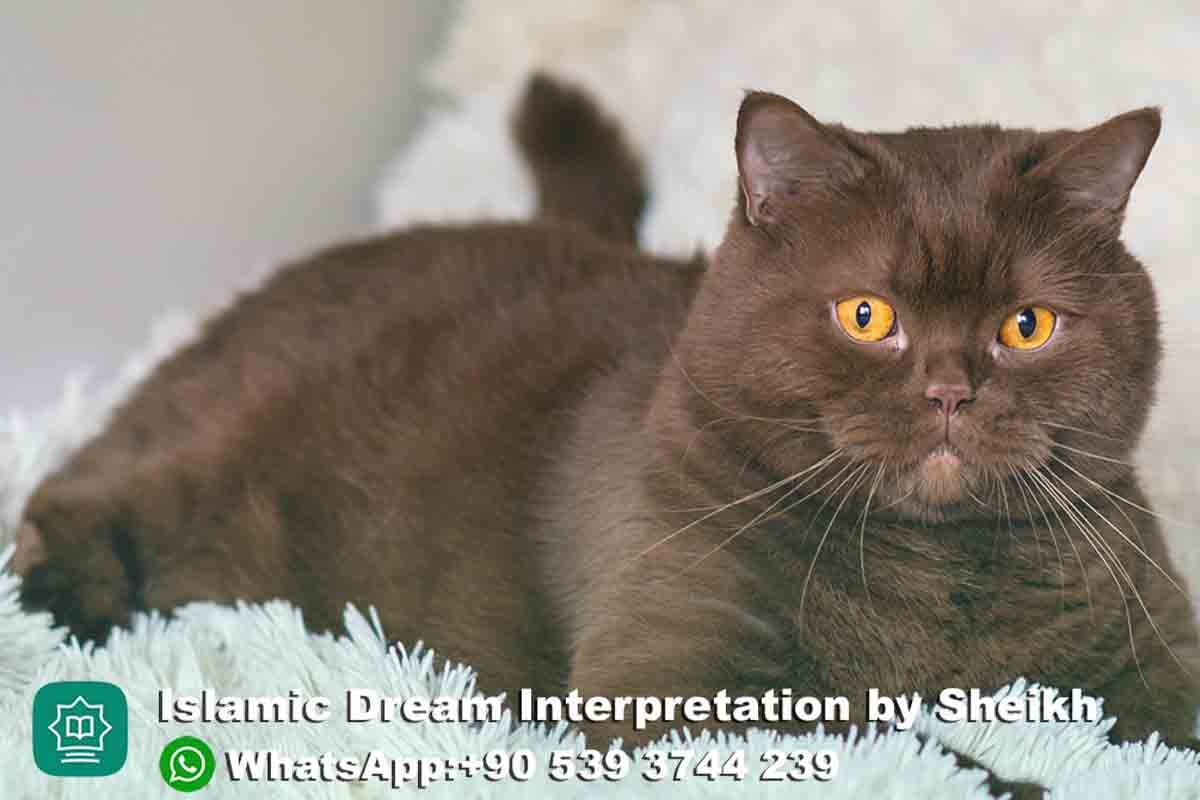 brown cat in dream islam