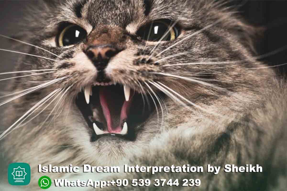 cat attacking