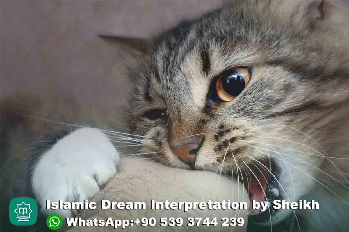 cat biting hand in dream islam