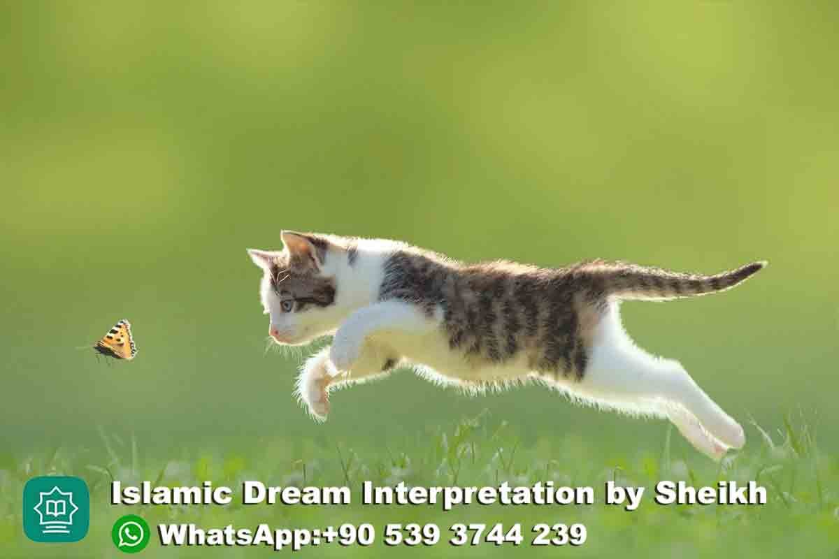 cat chasing me in dream islam