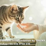 playing with cat in dream islam