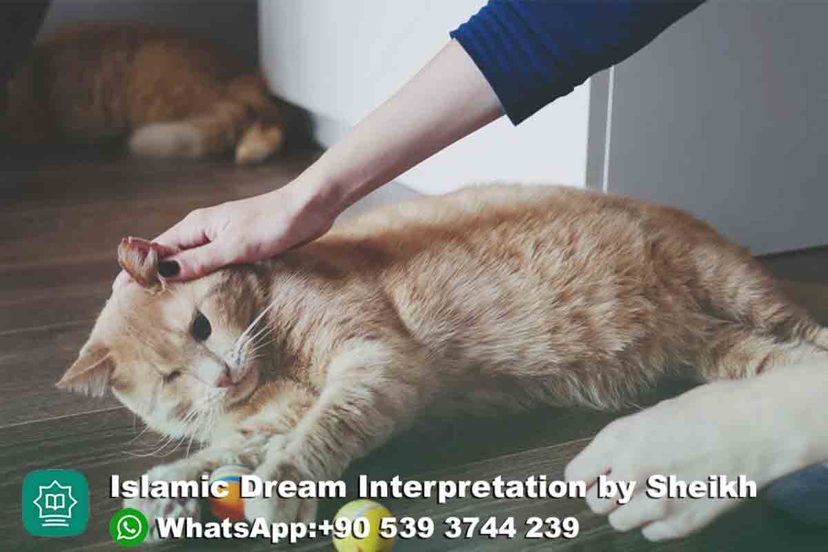 playing with cat