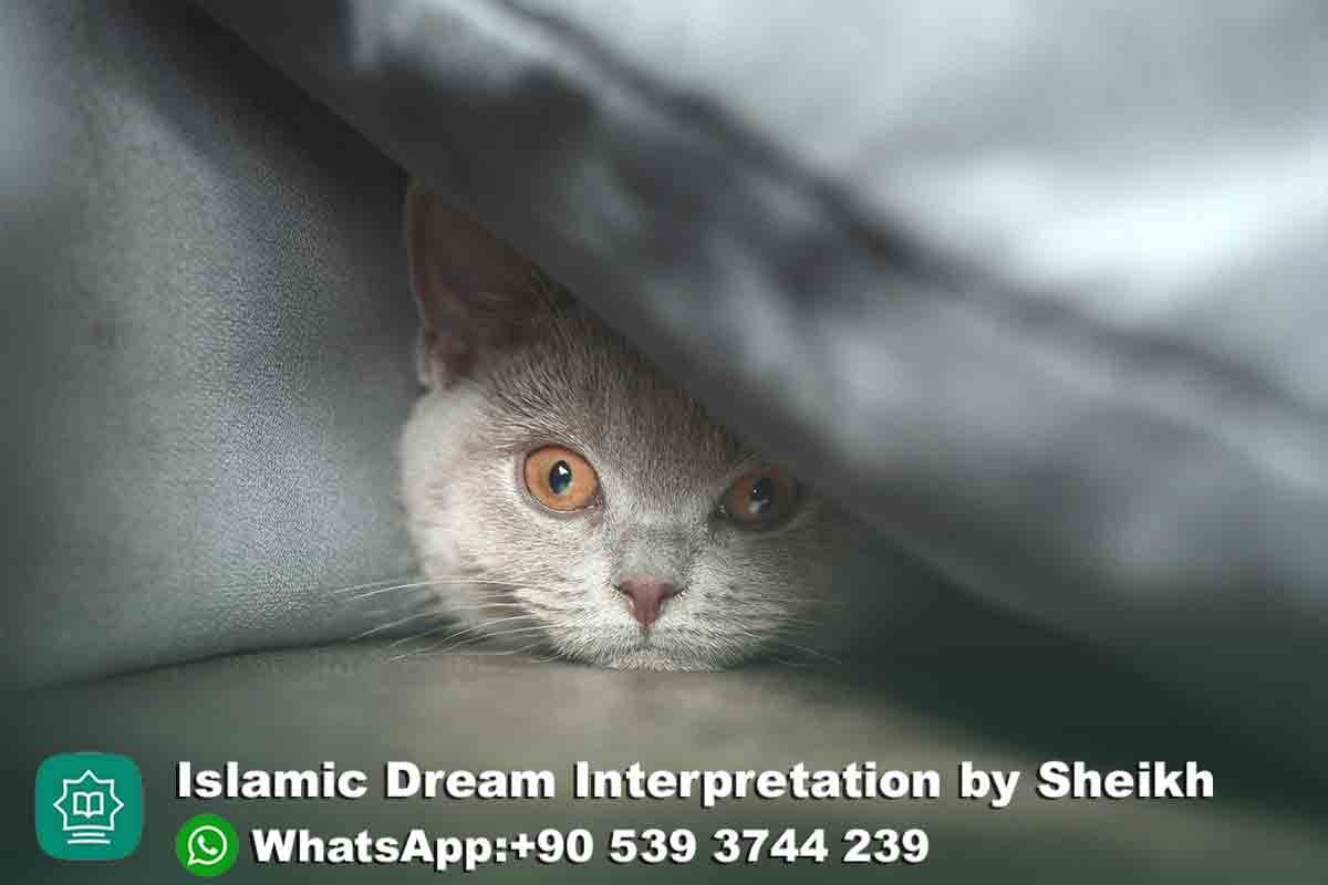 seeing dead cat alive