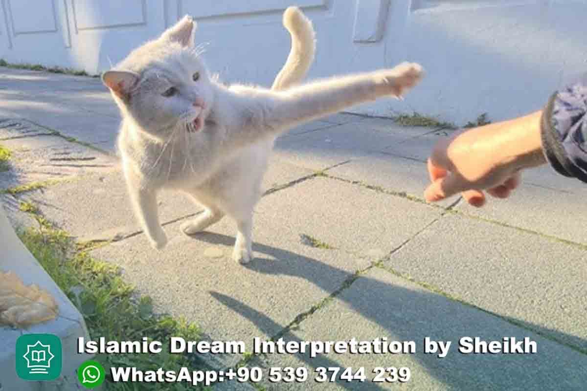 white cat attacking