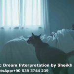Angry Cat in Dream Meaning Islam