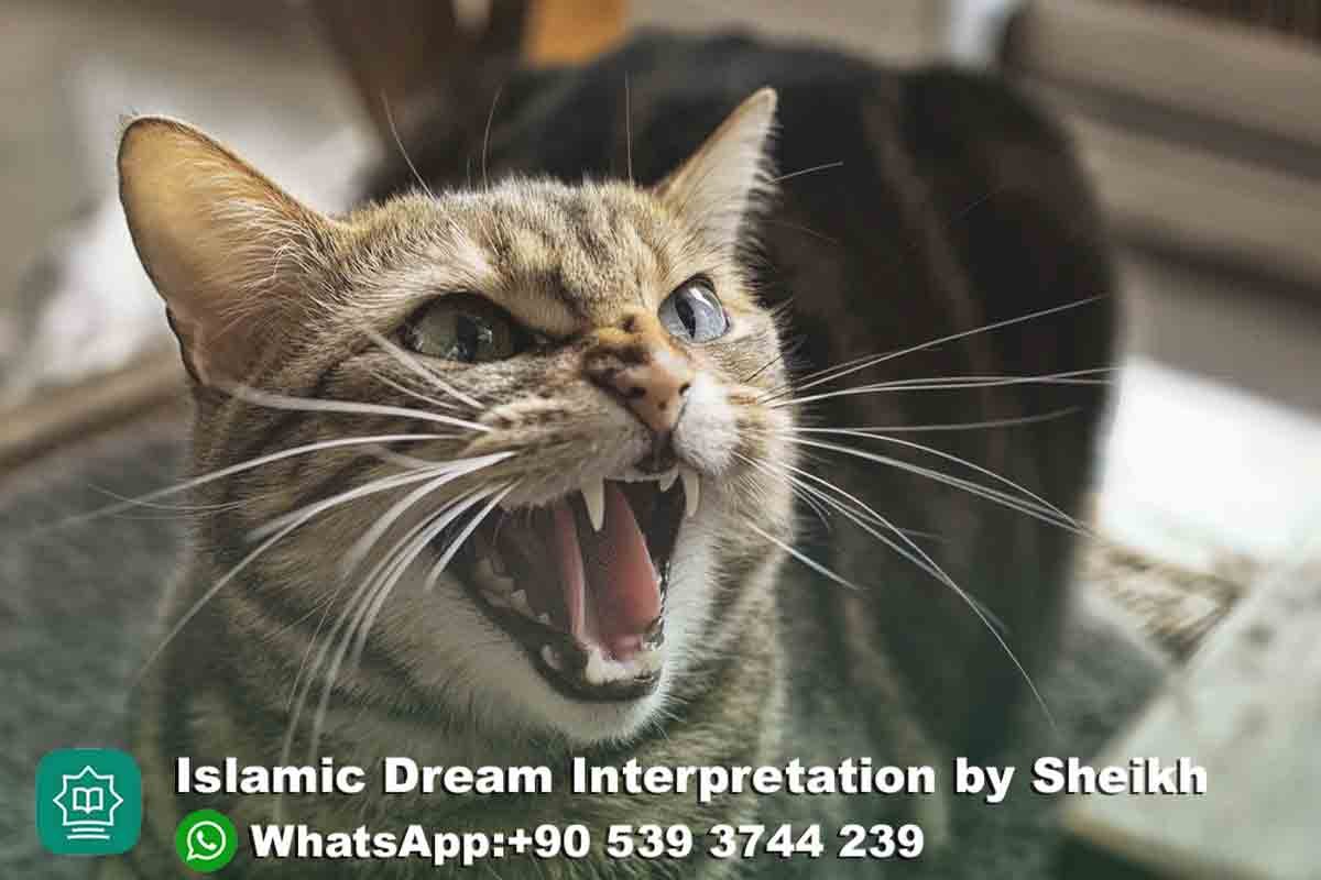 Angry Cat in Dream Meaning Islam