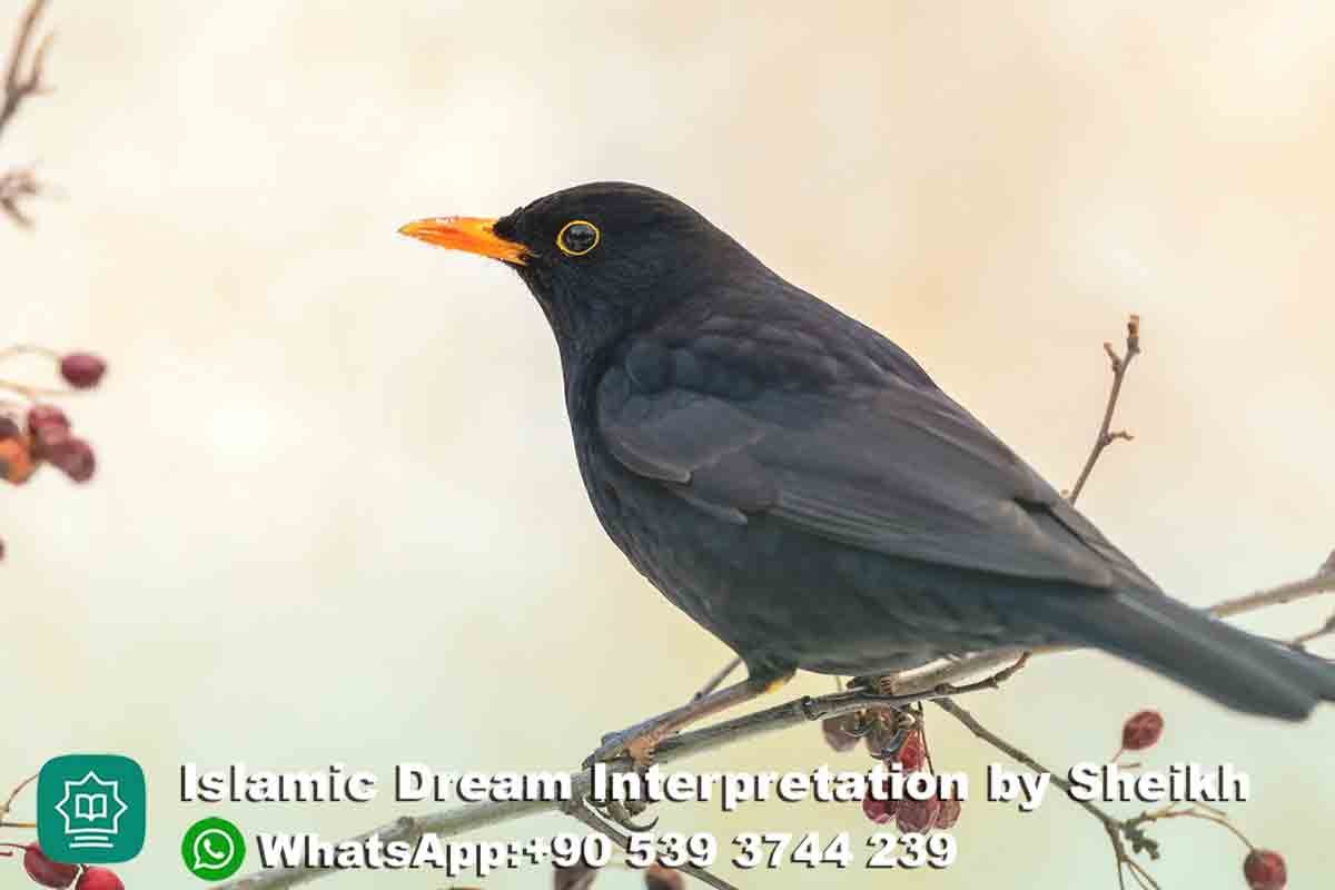 Seeing Black Bird in Dream Islam
