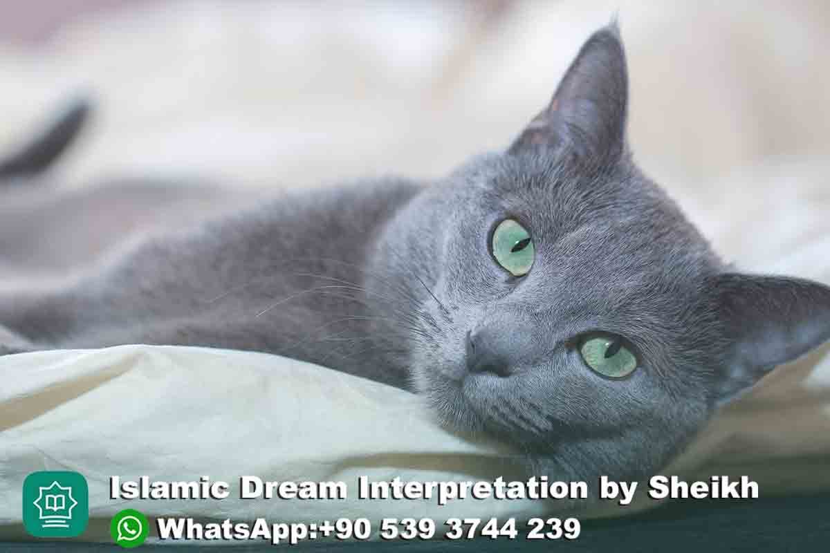 Grey Cat Dream Meaning Islam