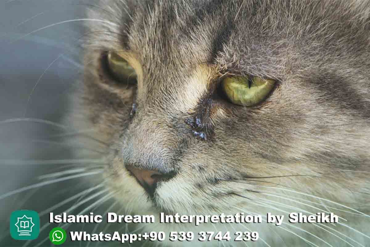 Seeing Cat Crying in Dream Islam