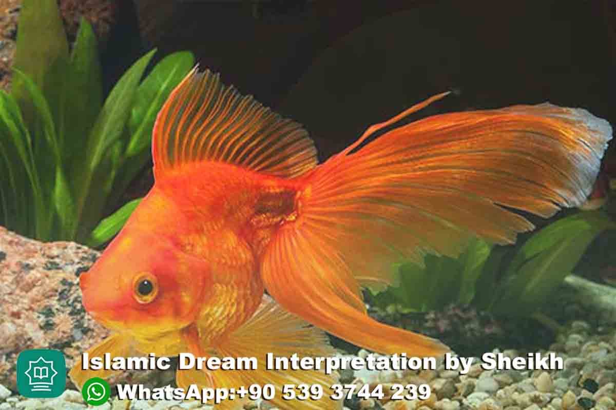 Seeing Goldfish in Dream Islam