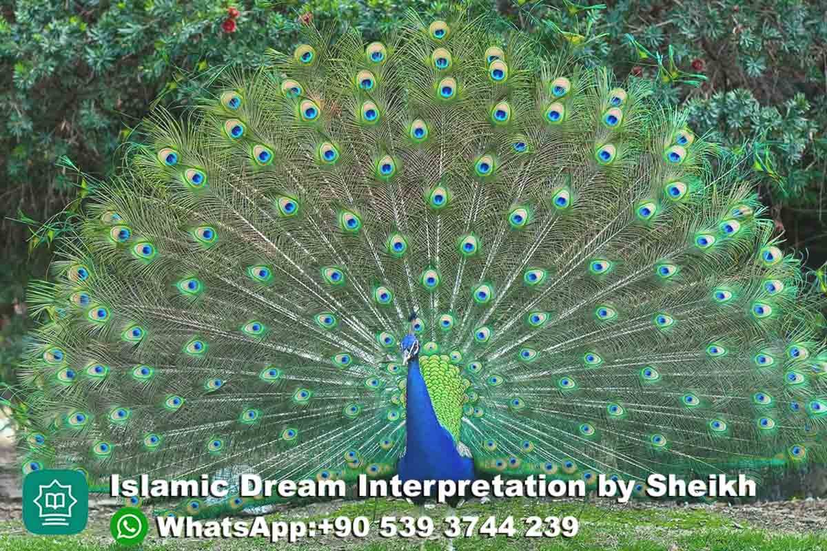 Seeing peacock in Islamic Dream