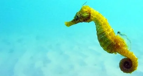 Dreaming of Seahorse in Islam