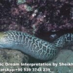Dreaming of Eel in Islam