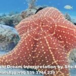 Dreaming of Starfish in Islam