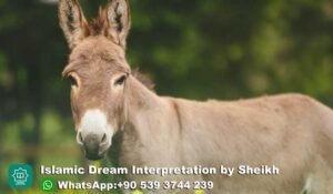 Dreaming of Donkey in Islam