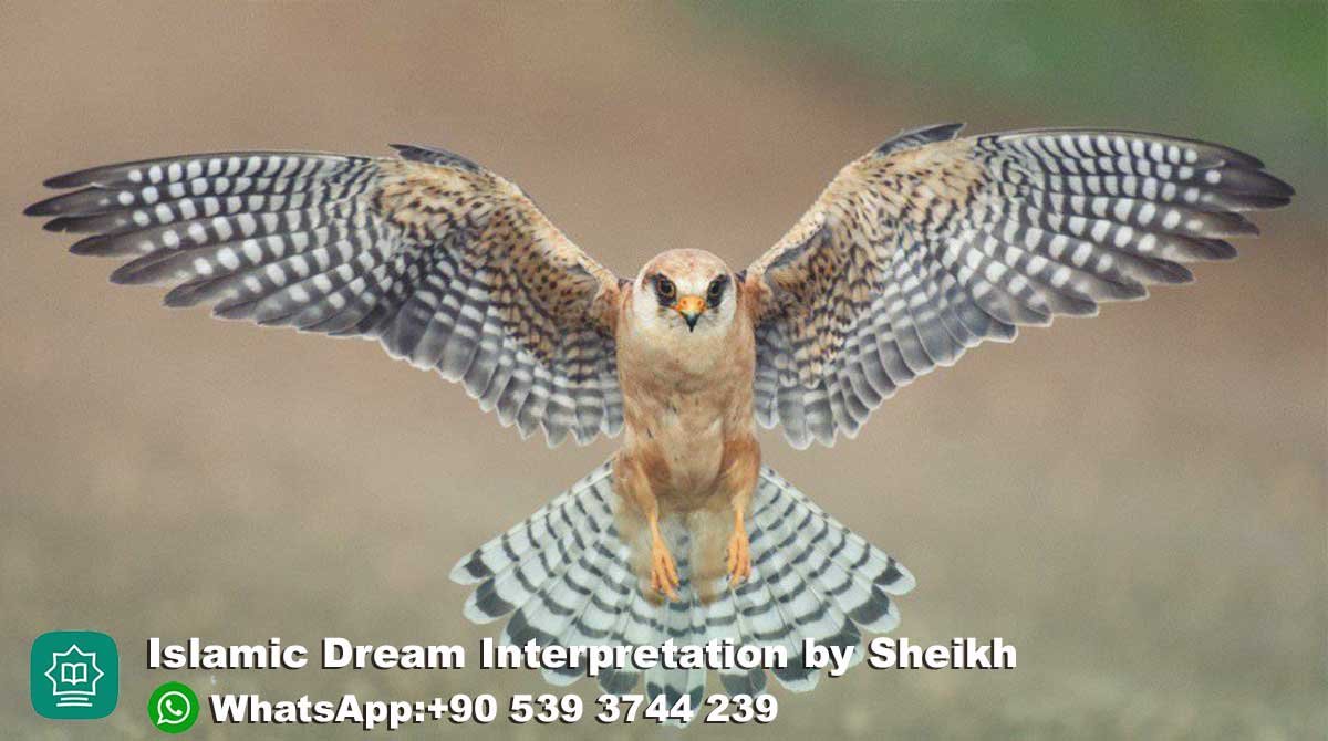 Dreaming of Falcon in Islam