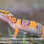 Dreaming of Gecko in Islam