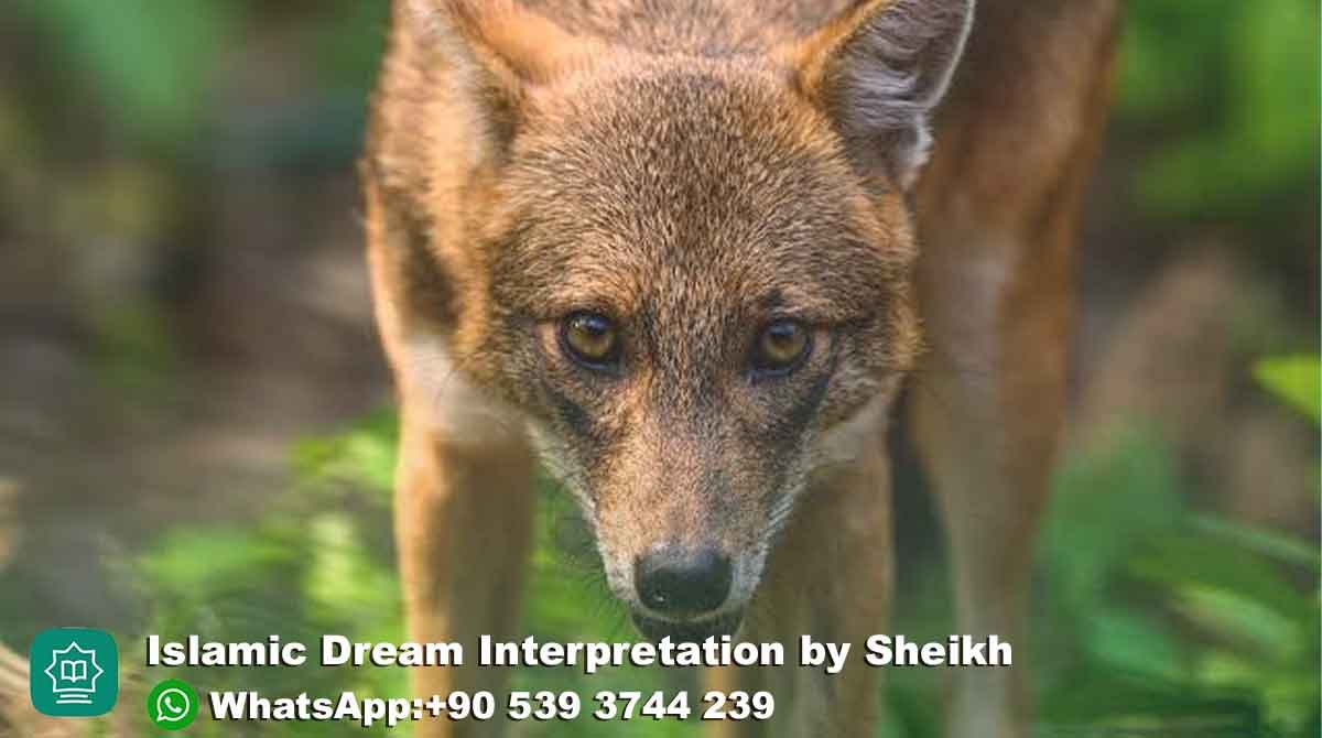 Dreaming of Jackal in Islam