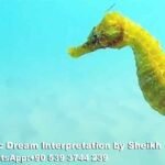 Dreaming of Seahorse in Islam