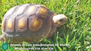 Dreaming of Tortoise in Islam