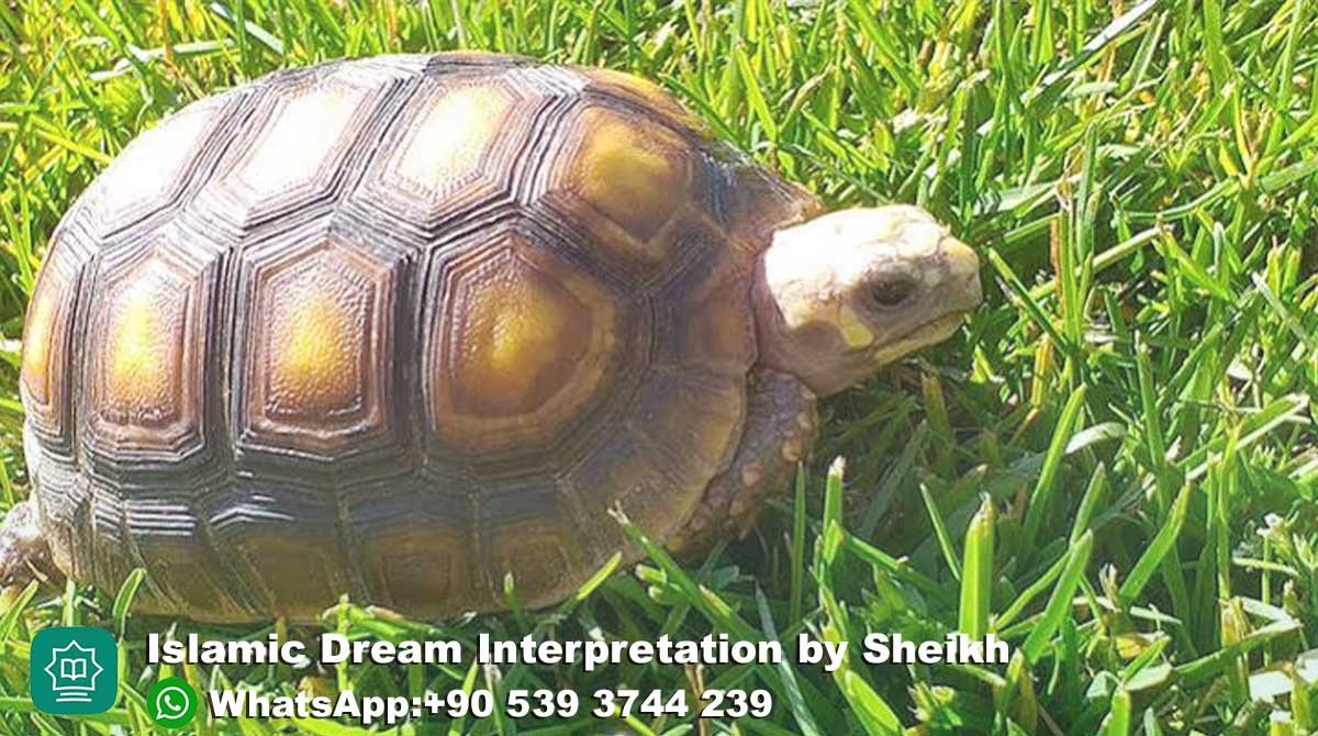 Dreaming of Tortoise in Islam