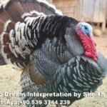 Dreaming of Turkey in Islam