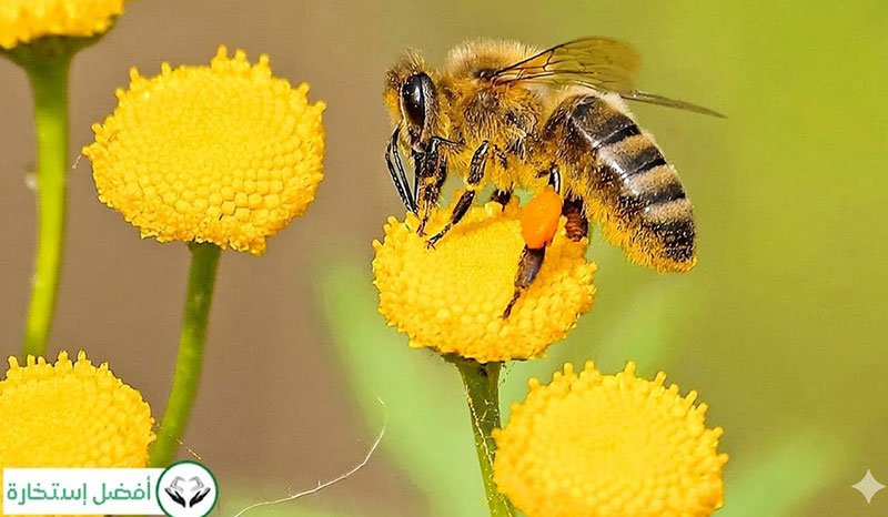 Interpretation of Bee