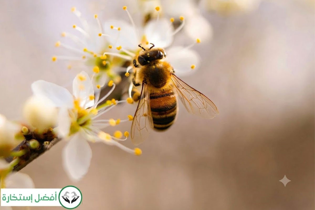 Interpretation of Bee