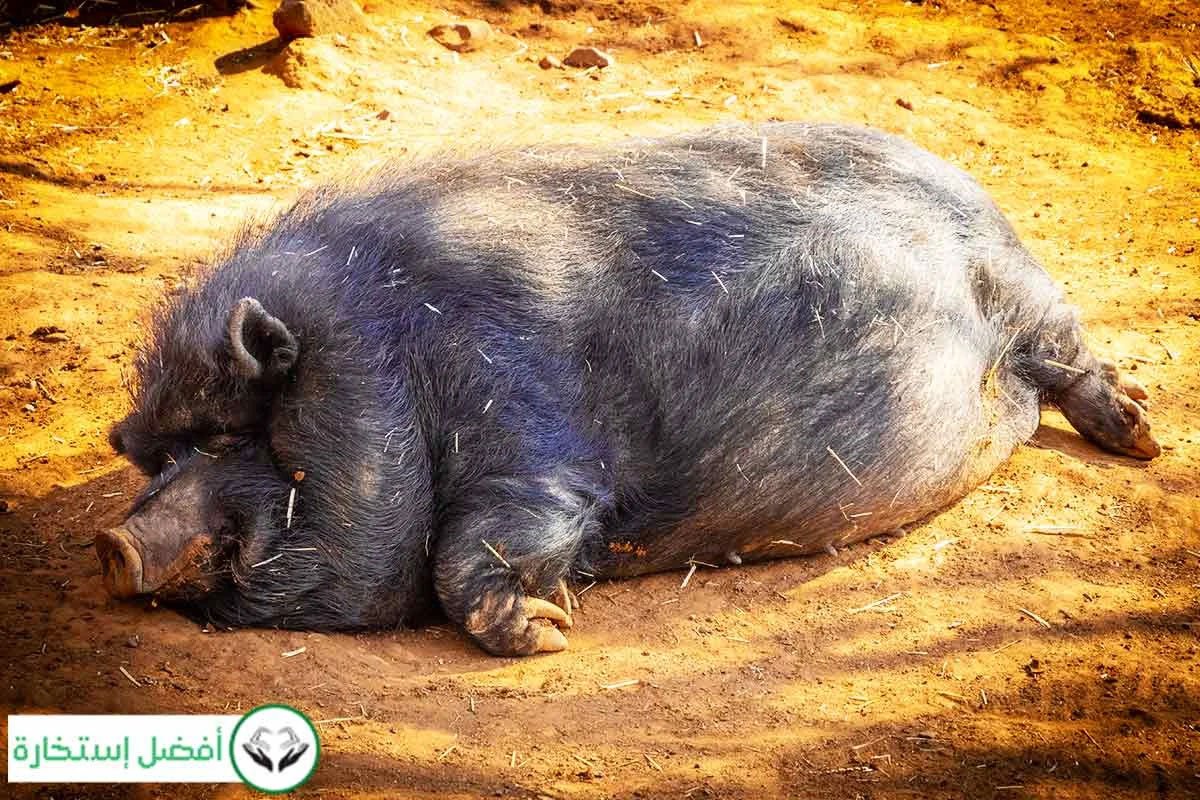 Interpretation of Pig