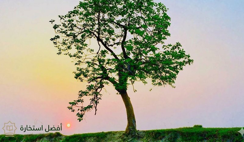 Trees